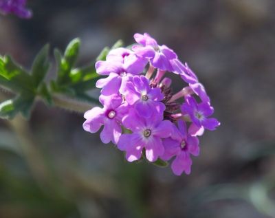 Verbena
