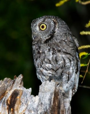 Western Screech-Owl