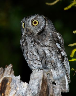 Western Screech-Owl