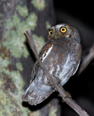 Elf Owl