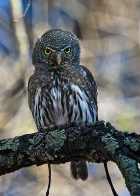 Northern (Mountain) Pygmy Owl