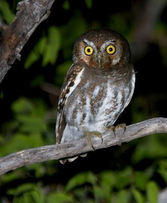 Elf Owl