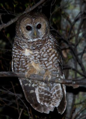 Spotted Owl (Mexican)