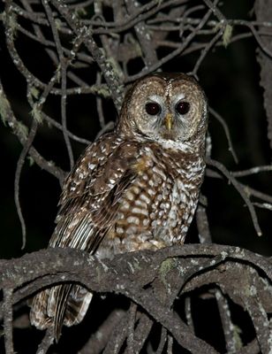 Spotted Owl (Mexican)