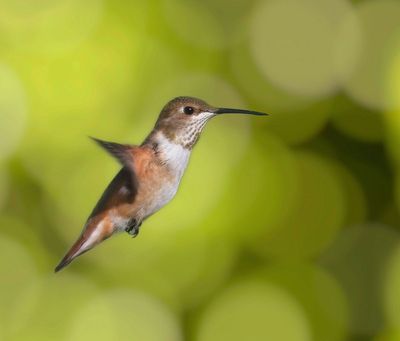 Rufus Hummingbird