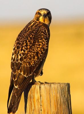 Swainson's Hawk