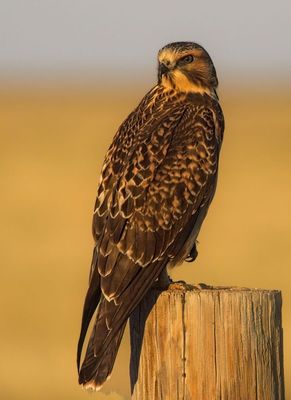 Swainson's Hawk
