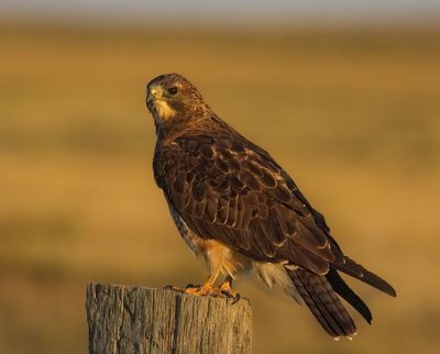 Swainson's Hawk