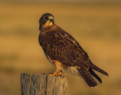 Swainson's Hawk