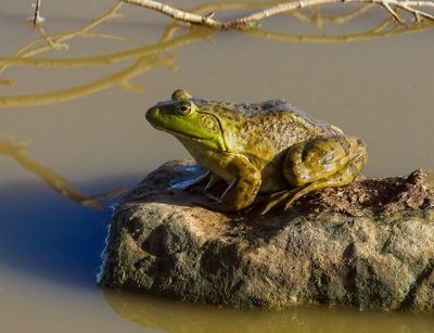 Frogs
