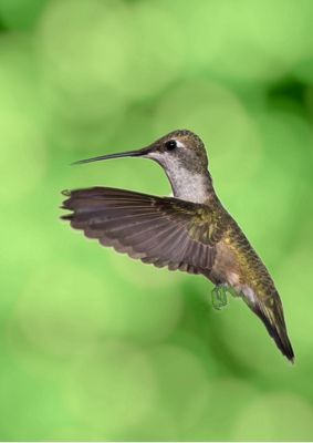 Hummingbirds