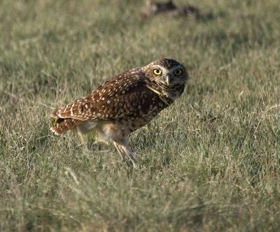 Burrowing Owl
