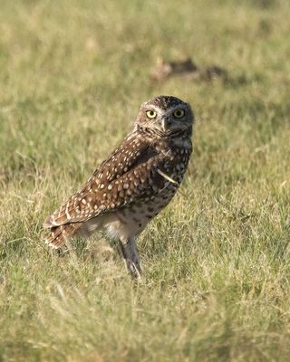 Burrowing Owl