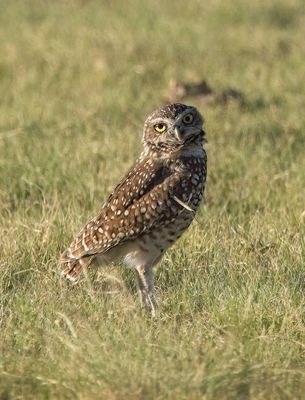 Burrowing Owl