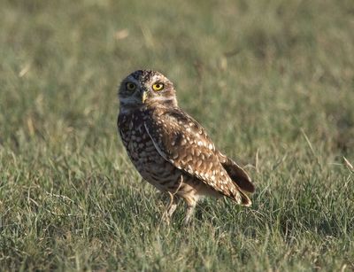 Burrowing Owl