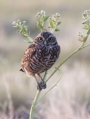 Burrowing Owl
