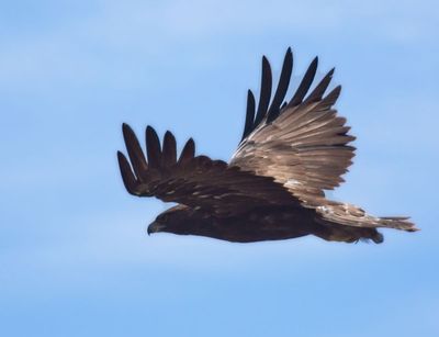 Golden Eagle