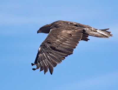Golden Eagle
