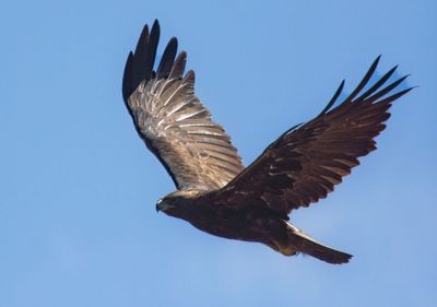 Eagles