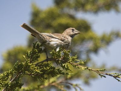 Finches