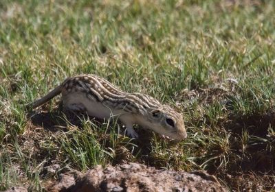 Thirteen-lined Ground Squirrel