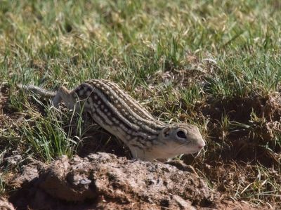 Thirteen-lined Ground Squirrel