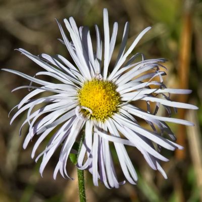 Aster Family
