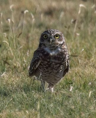 Burrowing Owl
