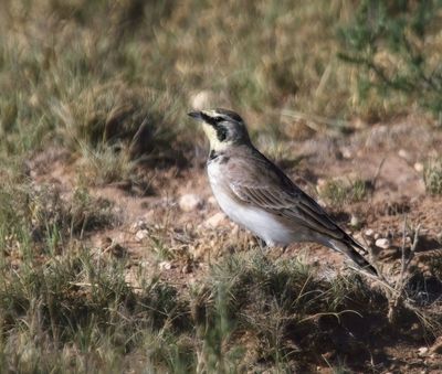 Larks