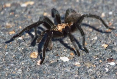 Spiders