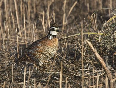 Northern Bobwhite