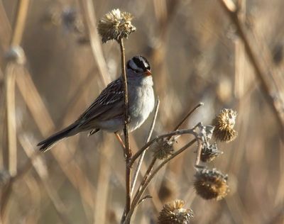 Sparrows