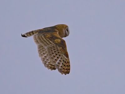Barn Owl