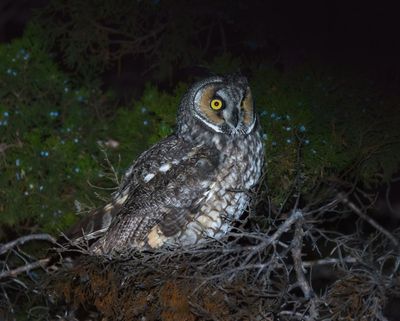 Long-eared Owl