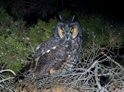 Long-eared Owl