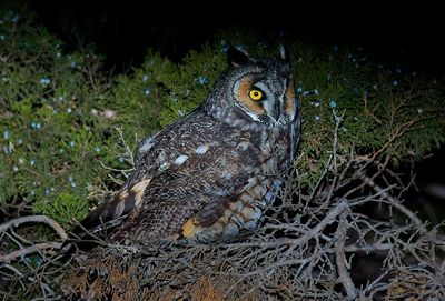 Long-eared Owl