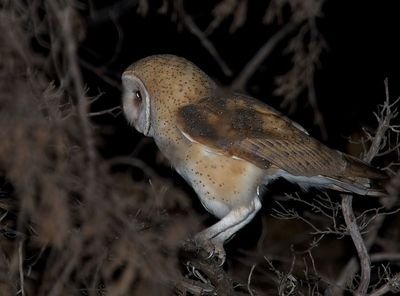 Barn Owl