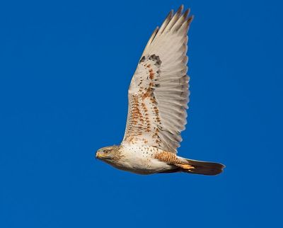 Ferruginous Hawk