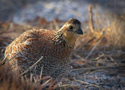 Quail