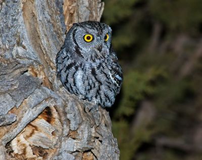 Western Screech-Owl