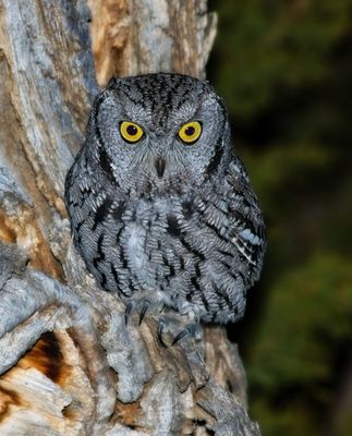 Western Screech-Owl