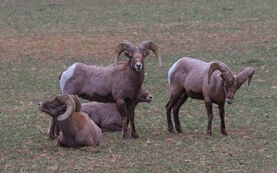 Bighorn Sheep