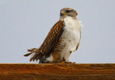 Hawks
