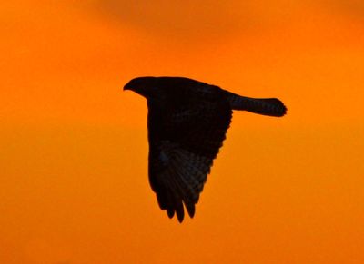 Hawks