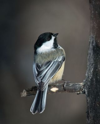 Black-capped Chickadee