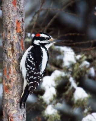 Hairy Woodpecker