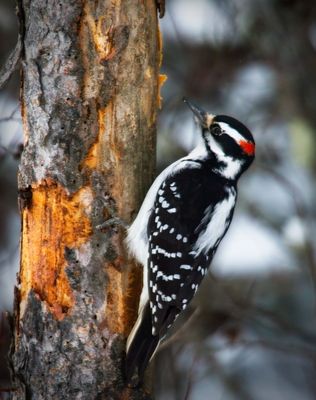 Hairy Woodpecker
