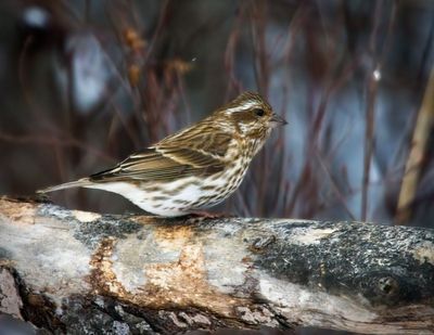 Purple Finch