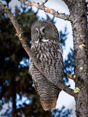 Great Gray Owl