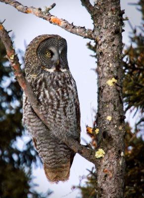 Great Gray Owl